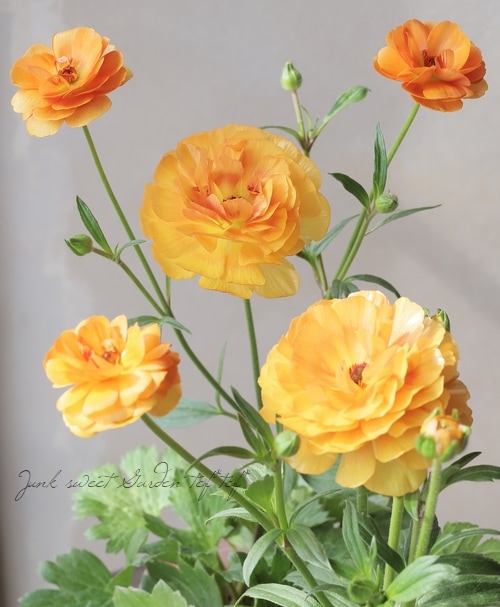 ラナンキュラス ラックスシリーズ 『ミネルバ』綾園芸さん育種