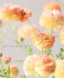 ڰݤ ʥ󥭥饹å꡼ إ٥ꥹ