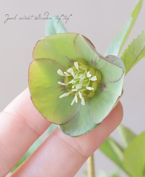 横山園芸・育種生産】 小輪多花性クリスマスローズ 『プチドール