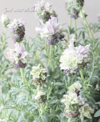 ラベンダー参考に Flower Species,ラベンダー | Junk sweet Garden tef*tef*