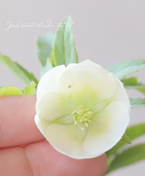 横山園芸・育種生産】 小輪多花性クリスマスローズ 『プチドール』 【I