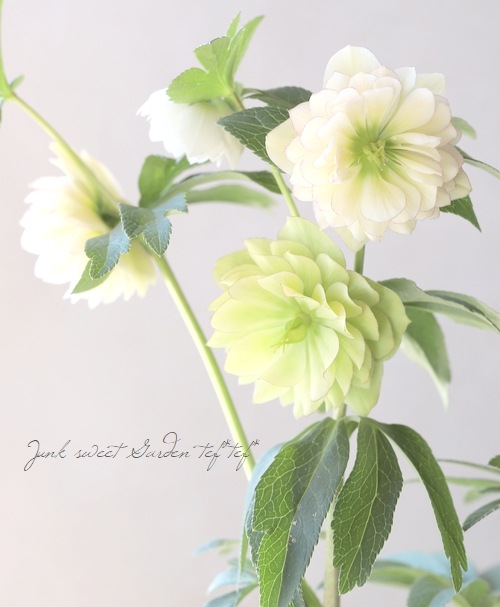 横山園芸・育種生産】 ダブル多弁咲きクリスマスローズ 『プリマドレス