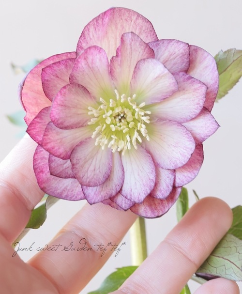 横山園芸・育種生産】 クリスマスローズ 『ダブル』 【Y】 | すべての