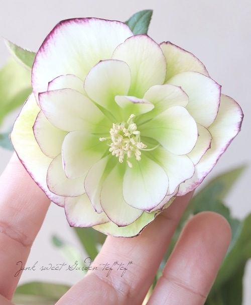 横山園芸・育種生産】 クリスマスローズ 『ダブル』 【2】 | すべての