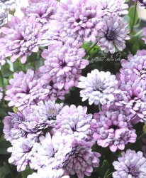 花苗 | Junk sweet Garden tef*tef*