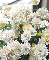 花苗 | Junk sweet Garden tef*tef*