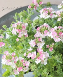 �ɺ��С��٥ʡ��إԡ����ѥե��� ����