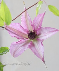 ����ޥ������ե�����ϡ��ض� -�ҤӤ�-�١�