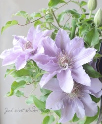 ����ޥ������إե��ꥰ�꡼�١�����ξ�޺餭