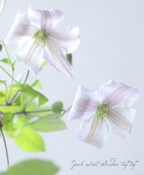 ����ޥ������ӥ�����ϡ��إۥ磻�ȥץ�󥹥��㡼�륺��