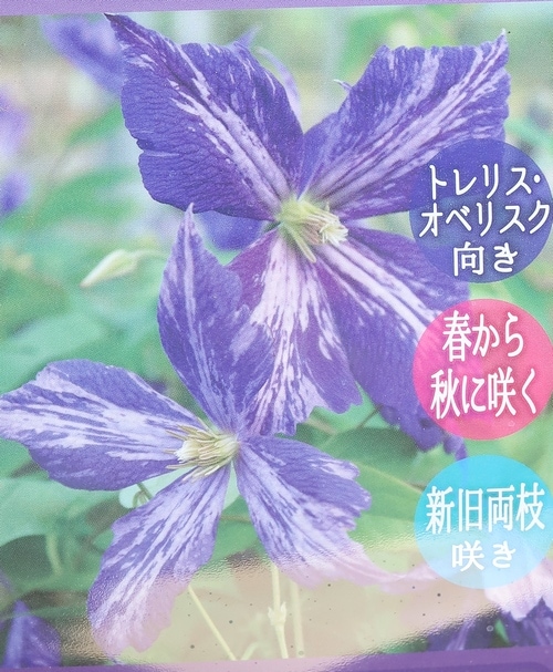 クレマチス・ジャックマニー系 『タイ・ダイ』 新旧両枝咲き | すべて
