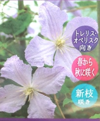 ����ޥ���������å��ޥˡ��ϡ��إ֥롼���󥸥���١����޺餭