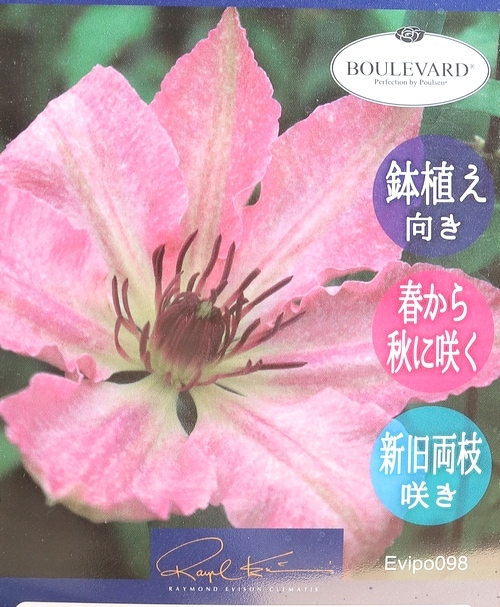 クレマチス 『サラ・エリザベス』 新旧両枝咲き | すべての商品