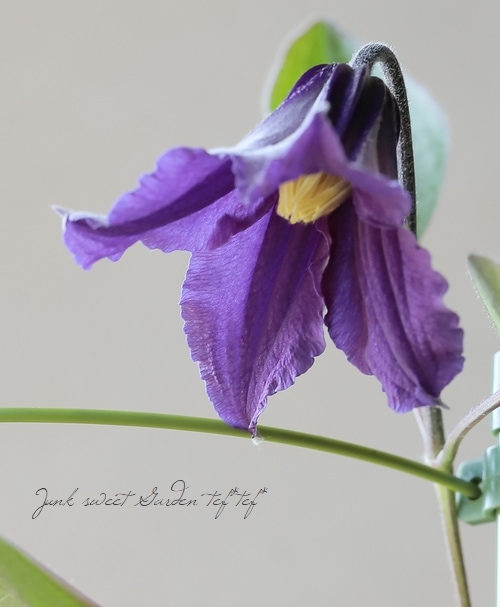 クレマチス・インテグリフォリア系 『サムシングブルー』 | すべての