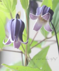 �䷿����ޥ�������������ʷϡ��إ��ե����١�