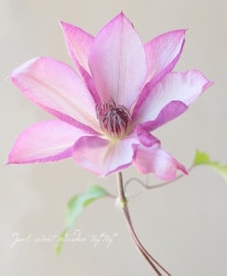 ����ޥ������ѥƥ󥹷ϡ������� -���⥷��-�١���޺餭