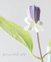 �䷿����ޥ�������������ʷϡ��إɥ������ޥ꡼�١����޺餭