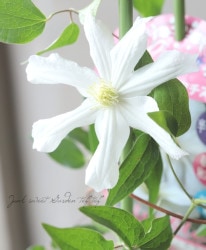 ����ޥ���������ƥ���ե��ꥢ�ϡ��إۥ磻�ȥ���٥�� ���޺餭