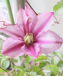 ����ޥ������ѥƥ󥹷ϡ��إ饹�ƥ��󥰥�֡١�����ξ�޺餭