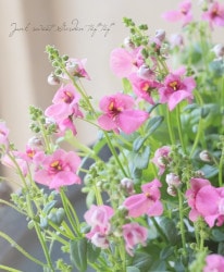 ʼǥѡ إ٥ԥ󥯡