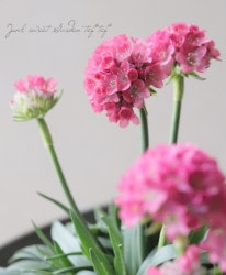 ϥ֥åȥꥢɥꥢ إɥ꡼ɡ