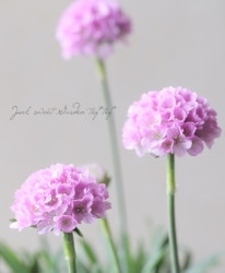 ϥ֥åȥꥢɥꥢ إȥɥ꡼