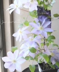 ����ꥸ�ʥ륯��ޥ����� �ѥƥ󥹷ϡ��ؾ��ȡ�