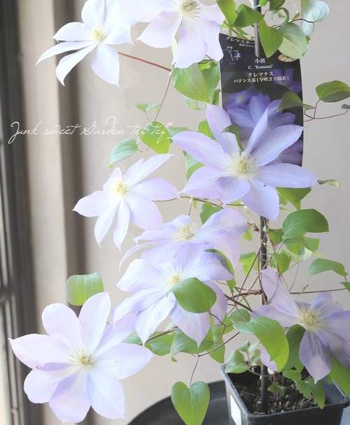 クレマチス♪ 27956_1.jpg