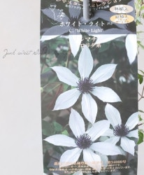 ����ꥸ�ʥ륯��ޥ����� �ե�����ϡ��إۥ磻�ȥ饤�ȡ�