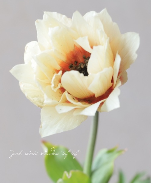 横山園芸さんのガーデンアネモネ 『パブニナ』 【No.54】2023 | すべて