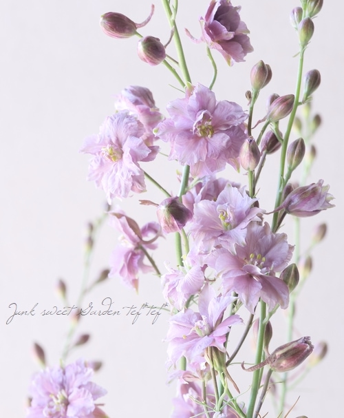 八重咲きラークスパー 『アンティークラベンダー』 | すべての商品