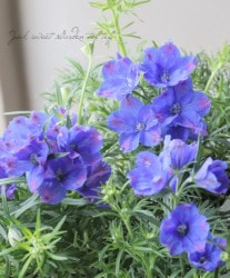 �ǥ�ե��˥��ࡦ���ͥ󥷥� �إǥ�����֥롼��