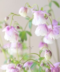 �ھ�����ݥ��ꥸ�ʥ�� ɱ�����ޥ� ��Ȭ�ťԥ󥯥ۥ磻�ȡ�