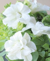 �ڲ����¤��󥪥ꥸ�ʥ�� Ȭ�ź餭�ڥ���˥����٥���㡼�ॷ�꡼�� �إ��ޡ�