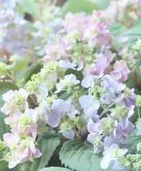 花苗,紫陽花 | Junk sweet Garden tef*tef*
