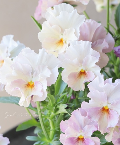 ビオラ 『最新品種オリジナルアソート』 花日和オリジナル | すべての