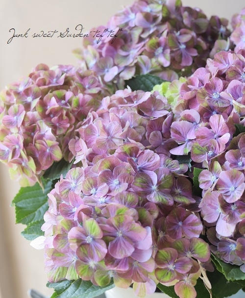 紫陽花 『スプリンググリーン』 咲き始めから秋色！ パープル | すべて