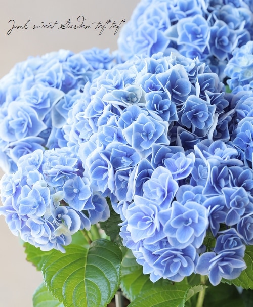 紫陽花 山紫陽花 