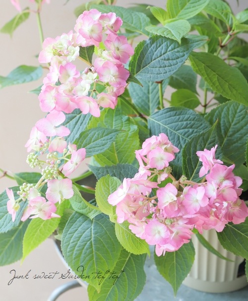 山紫陽花 『半八重ピンク』 | Flower Species,アジサイ | | Junk sweet