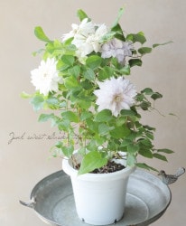 ����ޥ��� �إ٥륪�֥��������󥰡ߥ��å����������֡�������Х�� 2���餭