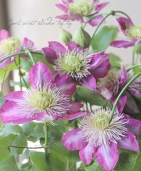 ����ޥ������إե����꡼������