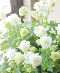 �ߤ�ȱ�ݤ��󥪥��ޥ����إ����󥭡����֥�� �ۥ磻��