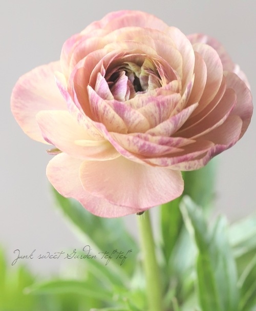 ラナンキュラス ラックスシリーズ 『ヘスティア』 綾園芸さん育種