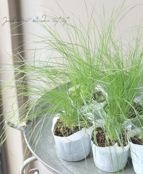 グラス植物】 スティパ 『イチュー』 | すべての商品 | | Junk sweet