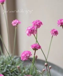 カサブランカ　アルメリア　セット Flower Species,アルメリア | Junk sweet Garden tef*tef*