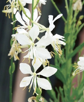 白花ガウラ 『ソーホワイト』 | すべての商品 | | Junk sweet Garden