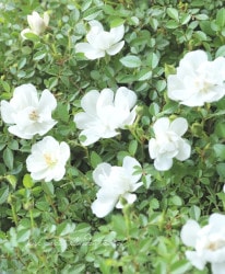 �˾��إߥ˥Х� ����ɱ��