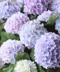 Ȭ�ź餭���۲֡��إ��ꥣ�١��ޡ��֥�