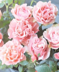 �ߥ˥Х顡�إ���ѥ顦������ʡ�