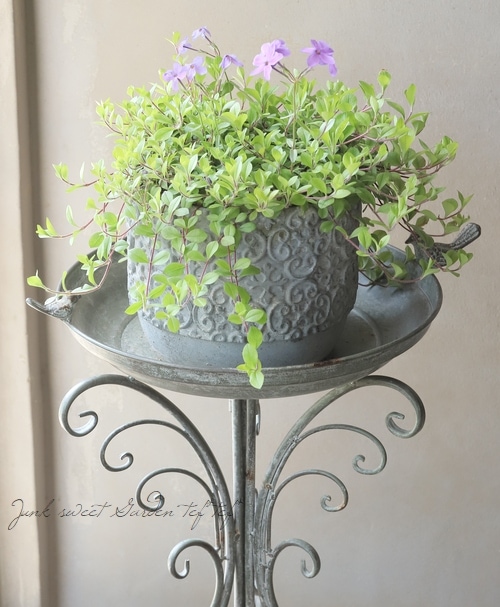 這性フロックス・ストロニフェラ 『ツルハナシノブ』 ブルー 陶器